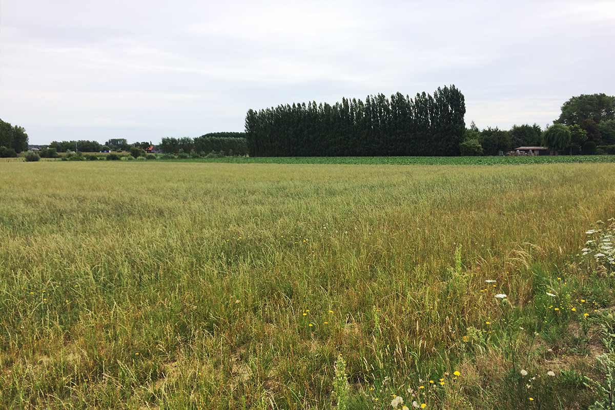 Campos de trigo y nabos camigo de Benoit de Witte